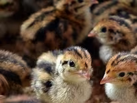 Chickens — फ़ोटो 3