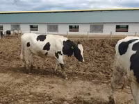 Vache, Russian Black pied cattle — photo 3