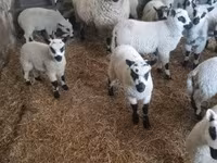 Carneiro, Cerry Hill sheep — foto 4