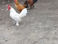 Chickens — Foto 1