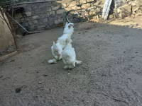 Sultan — zdjęcie 1
