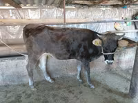 Vache, Russian Black pied cattle — photo 2