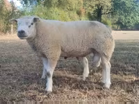 كبش, Texel sheep — الصورة 1