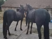 घोड़ा, Friesian — फ़ोटो 3