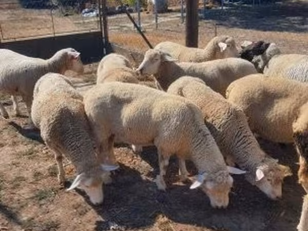 मेढ़ा, Ile-de-France sheep
