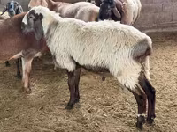 Bélier, Moutons — photo 6