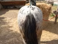 Cheval, Appaloosa — photo 2