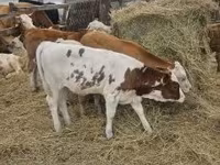 Býk, Simmental cattle — foto 8