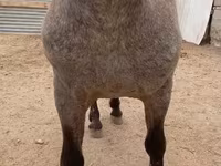 حصان, Appaloosa — الصورة 3