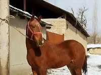حصان, Karabair horse — الصورة 5