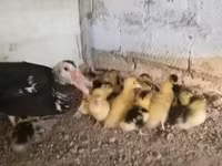 Ducks — الصورة 2