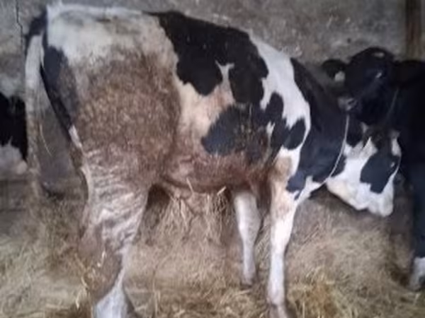 Bull, Russian Black pied cattle
