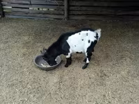 雄ヤギ, Nigerian dwarf goats — 写真 4