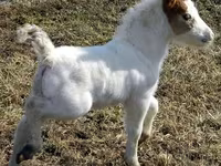 公马, Miniature horse — 照片 6