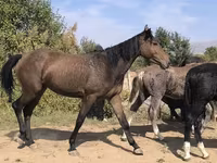 Jument, Chevaux — photo 1