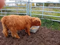 Vache, Highland — photo 1