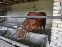 Bulle, Red Estonian cattle — Foto 3