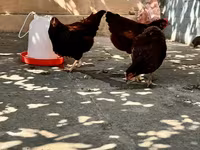 Rhode Island Red — foto 8