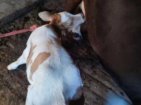 Vaca, Ganado vacuno