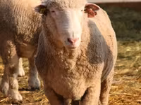 كبش, Suffolk sheep — الصورة 4