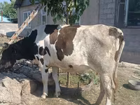 Vache, Russian Black pied cattle — photo 2