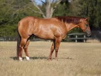 Kůň, Quarter Horse — foto 1