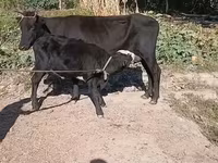 गाय, मवेशी — फ़ोटो 2