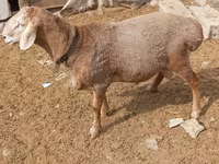 मेढ़ा, Katum sheep — फ़ोटो 2