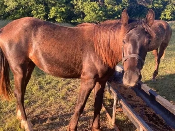 Cheval, Black Sea breed