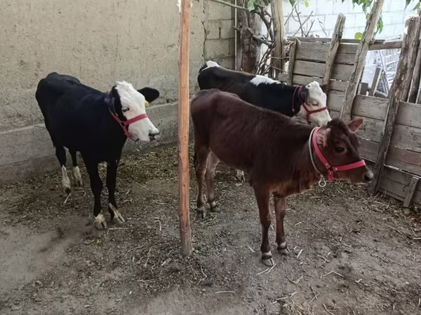 牛（ロット、性別未指定）, カザフスタンのホワイトヘッド牛