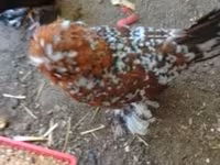 Chickens — foto 1