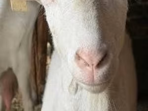 Sheep, Sheep
