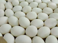 Chickens — फ़ोटो 1