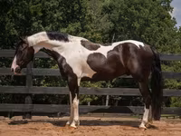 公马, Friesian — 照片 5