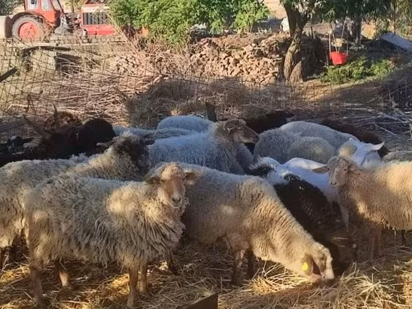 Moutons (lot, sexe non indiqué), Dorper sheep
