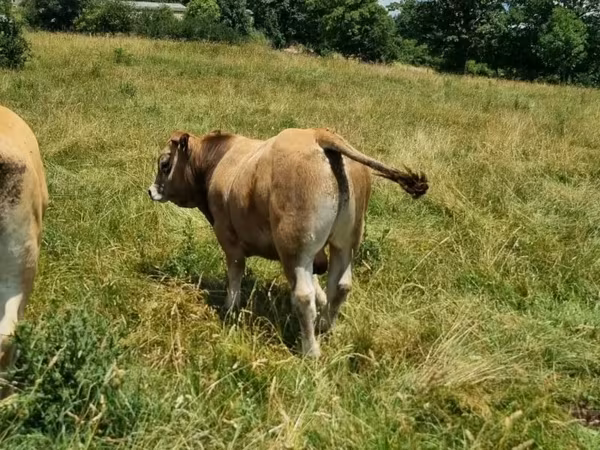 Taureau, Aubrac cattle — France
