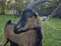 Cabra, Alpine goat — foto 5