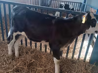 Vaca, Aberdeen-Angus — foto 4