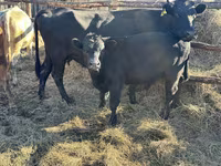 雄牛, 牛 — 写真 4