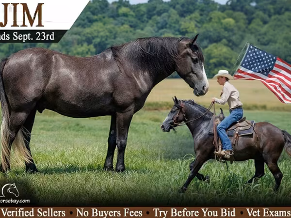 Caballo, Caballos