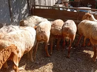 公羊, Rhon sheep — 照片 2
