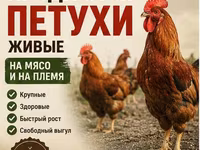 Jubileo de Kuchinskaya — foto 1