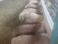 Brebis, Moutons — photo 1