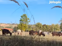 Krava, Skot — foto 1