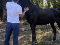 Hengst, Russian warmblood — Foto 1