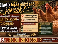 gallina danesa — foto 3