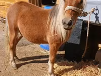 Kůň, Koně — foto 3