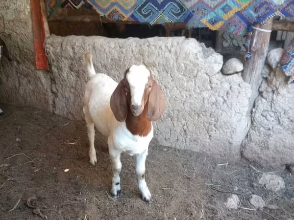 Boucs, Boer goat