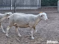 Oveja, Lacaune sheep — foto 5
