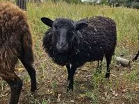 Schaf, Ouessant sheep — Foto 4